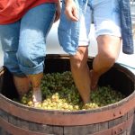 Barefoot Grape Stomping